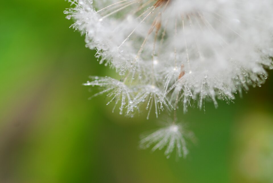 Green white natural