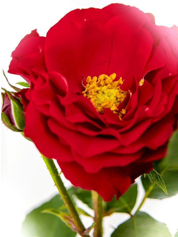 Bloom garden rose rose bloom