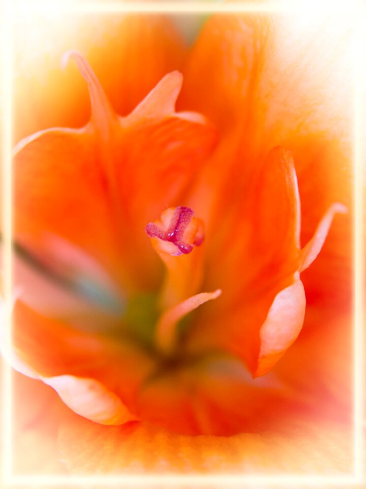 Close close up flowers
