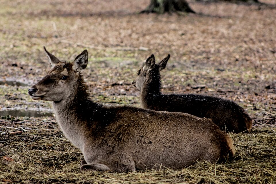 A female deer poland demonstration reserve