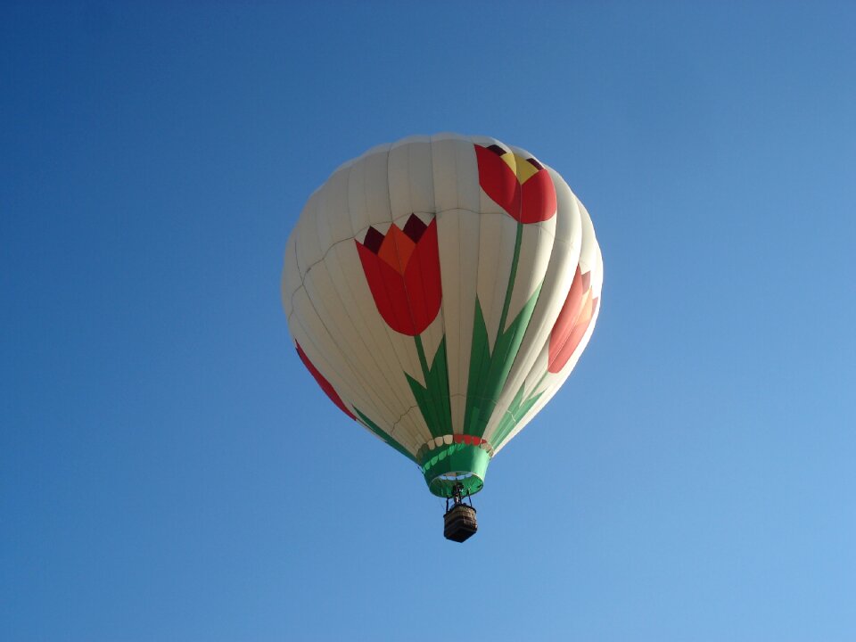 Sky tulips