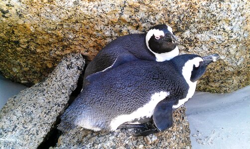 Beach bay animal