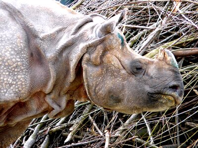 Mammal animal close up