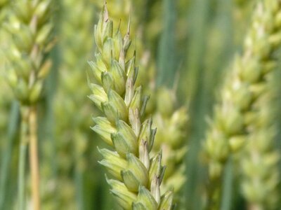 Grain summer wheat field