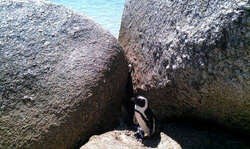 Penguin cape town sea photo