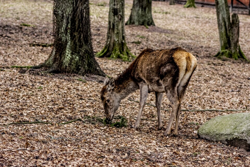 Doe poland demonstration reserve