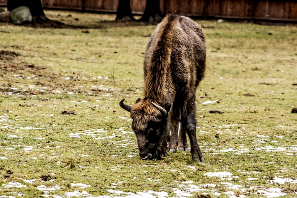 Bison demonstration reserve lowland wisent