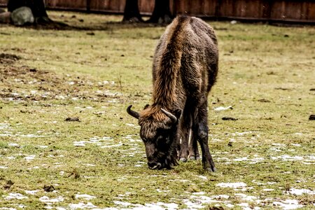 Bison demonstration reserve lowland wisent