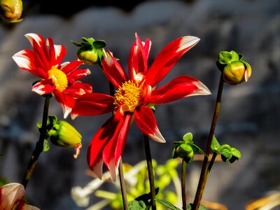 Marguerite macro nature