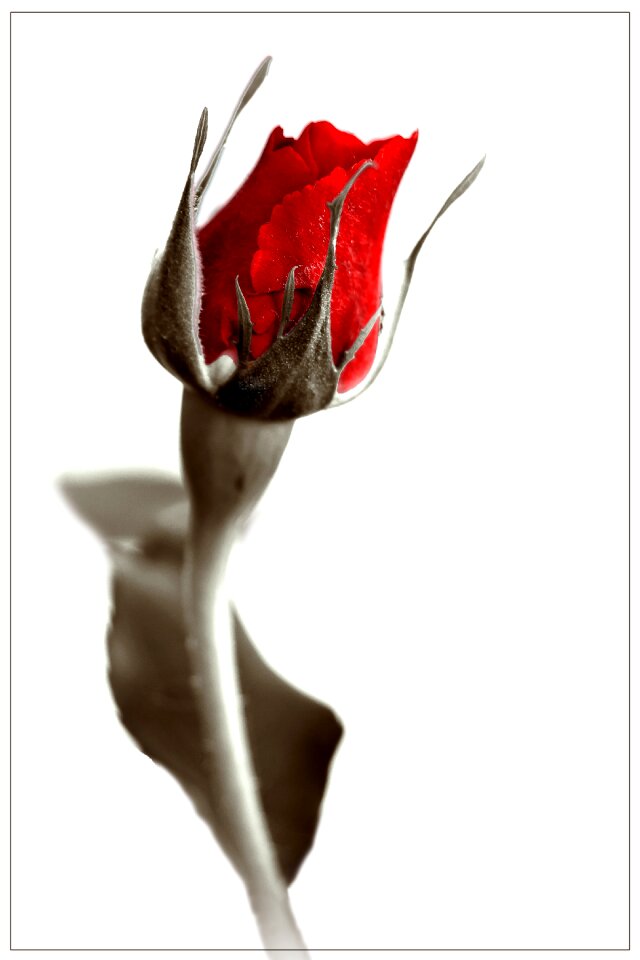 Bloom plant red roses