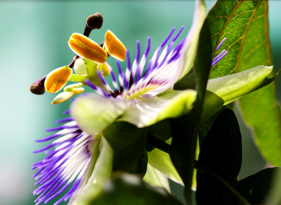 Passion flower close up macro