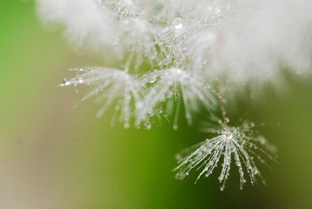 Spring green white