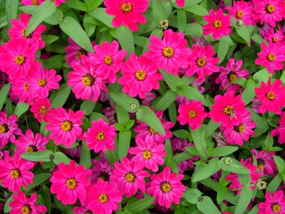 Summer flowers magenta flower bed photo