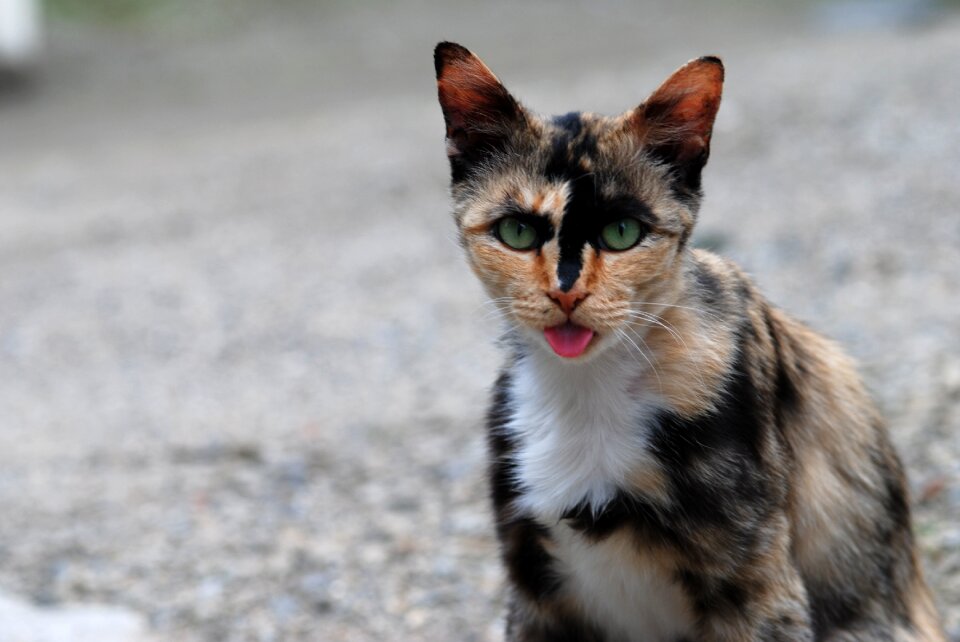 Rust cat one animal front