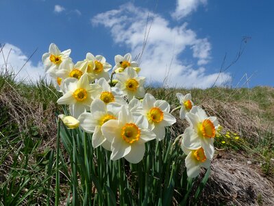 Margone bloomed prato
