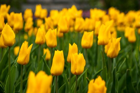 Flower tulip tulips photo
