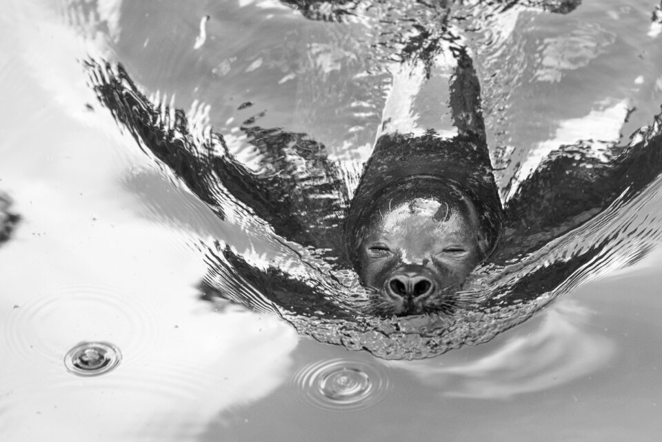 Animal meeresbewohner creature