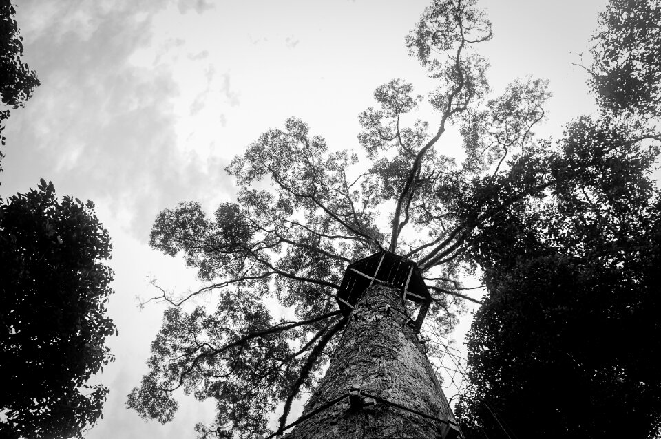 Black and white nature wooden
