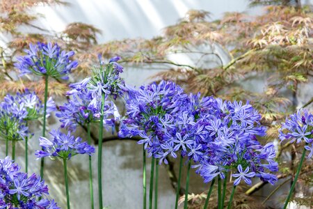 Bloom blue mood