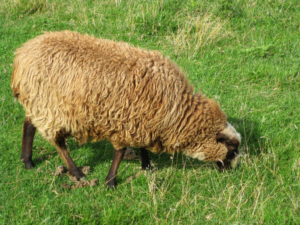 Grass nature animals