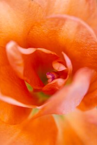 Close close up flowers