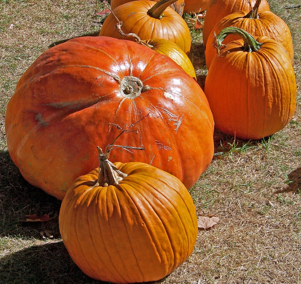 Halloween grass lawn