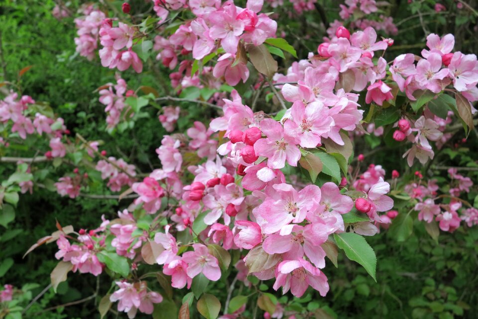 Flowers spring pink