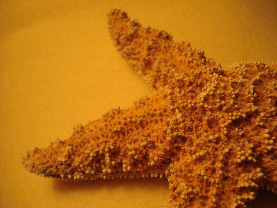 Starfish orange close up