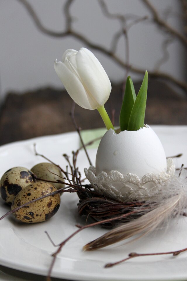 Quail eggs spring litter