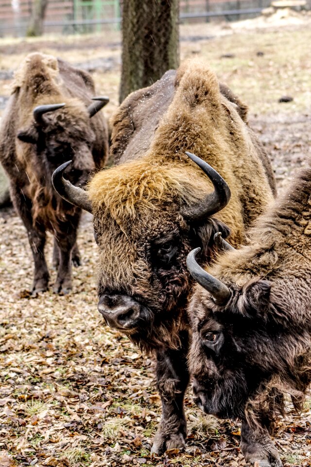 Bison demonstration reserve lowland wisent