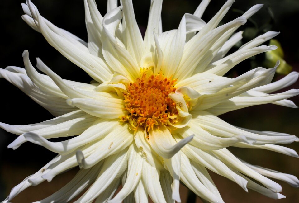 Bloom flower garden white
