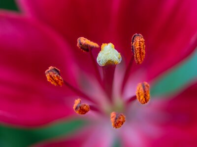 Close up pistil blossomed photo