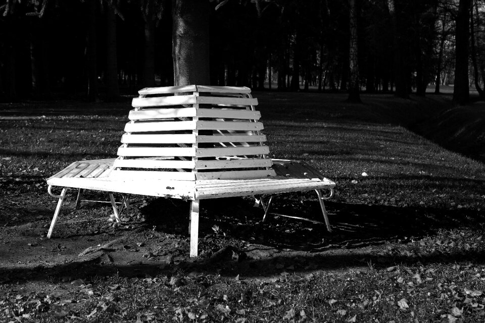 Trees grass black and white