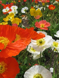 Fields colorful orange photo