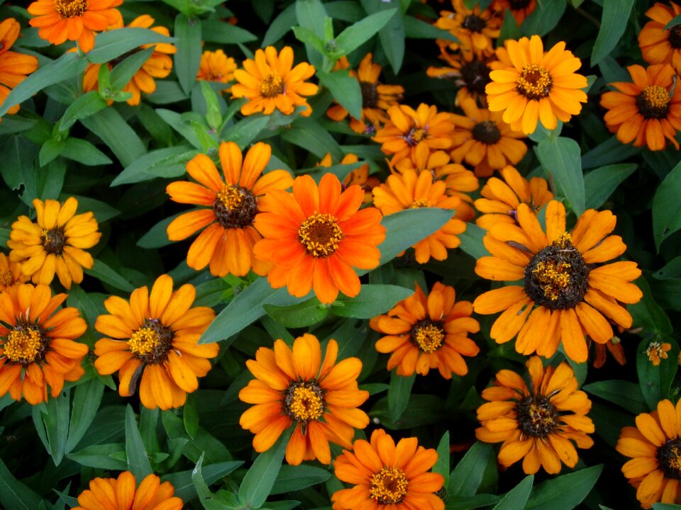 Summer flower flowers bright