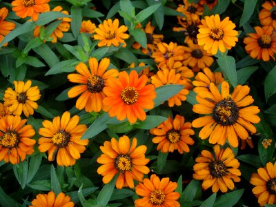 Summer flower flowers bright