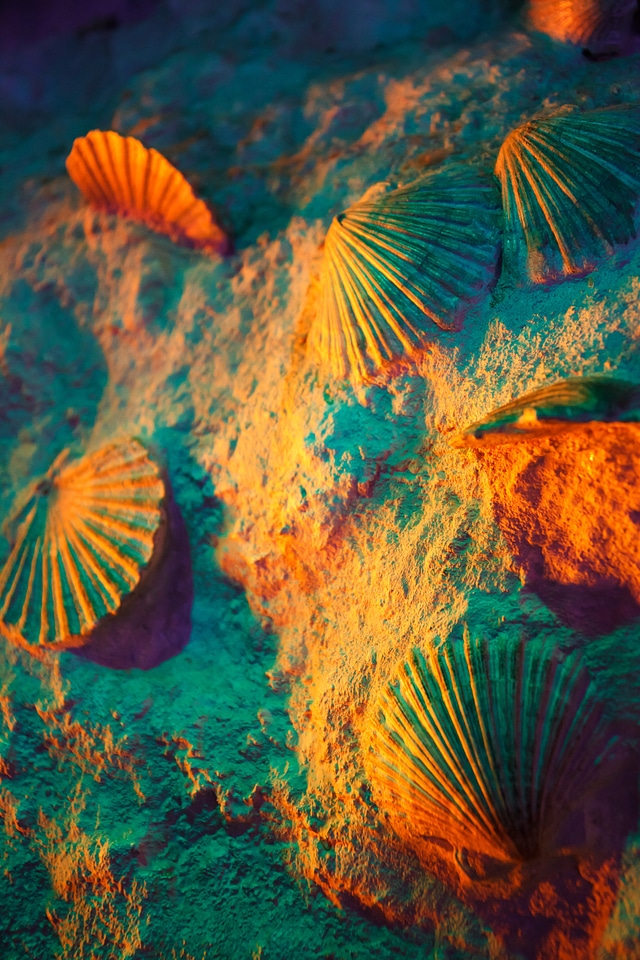 Many marine nature