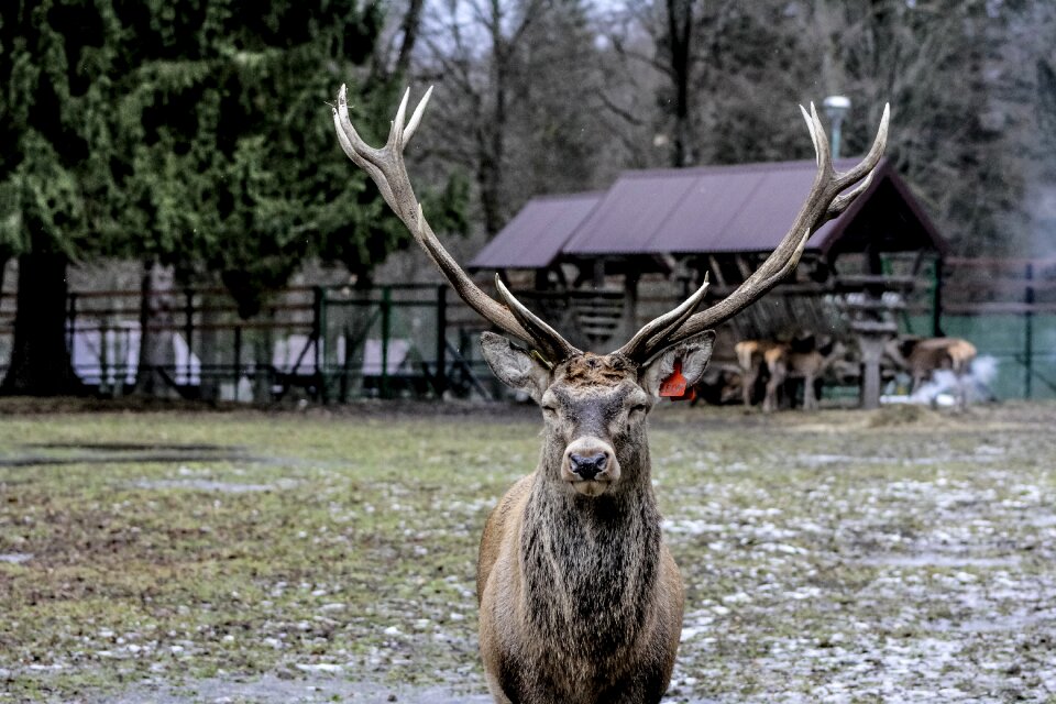 Hart horns antlers
