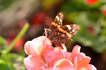 Summer flowering macro