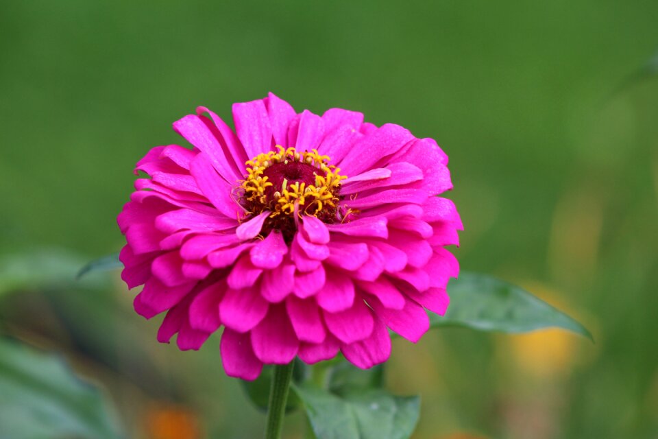 Garden summer blossom