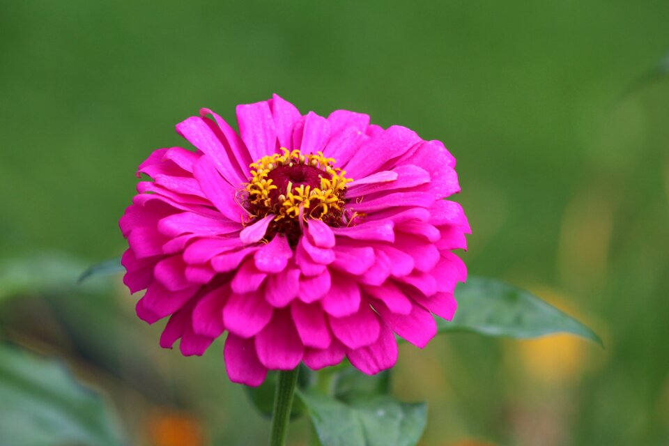 Garden summer blossom photo