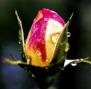 Bloom close up bud