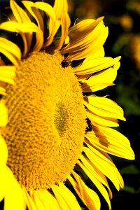 Sunflower sun yellow photo
