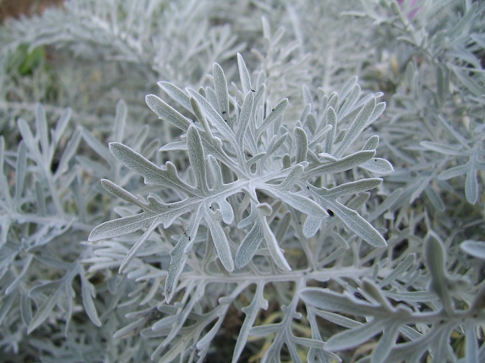 Nature floral foliage