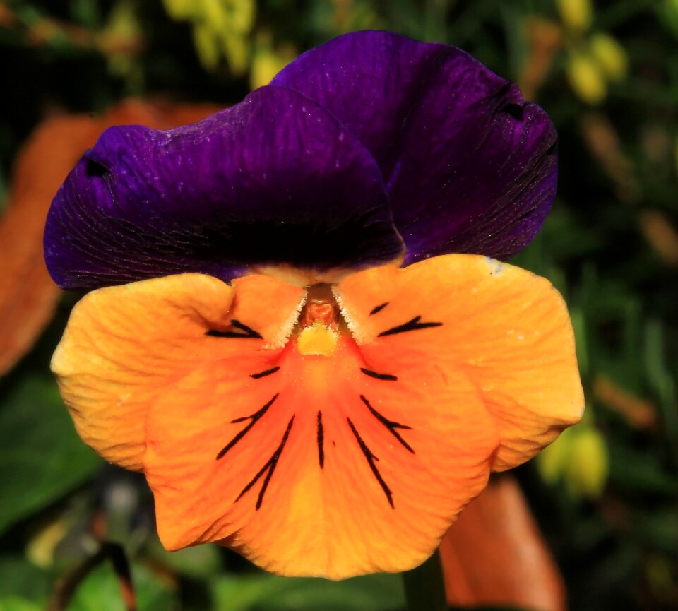 Bloom orange purple violaceae