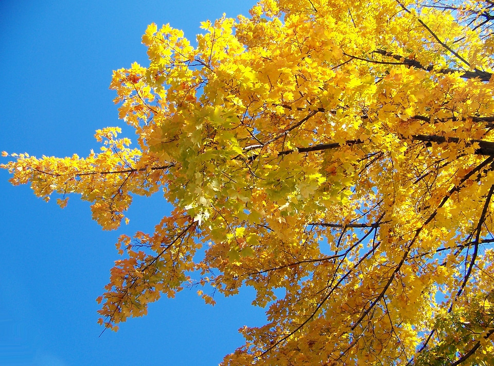 Leaves autumn fall