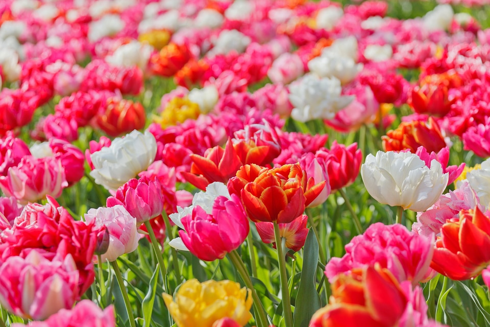 Blooming blossom bright