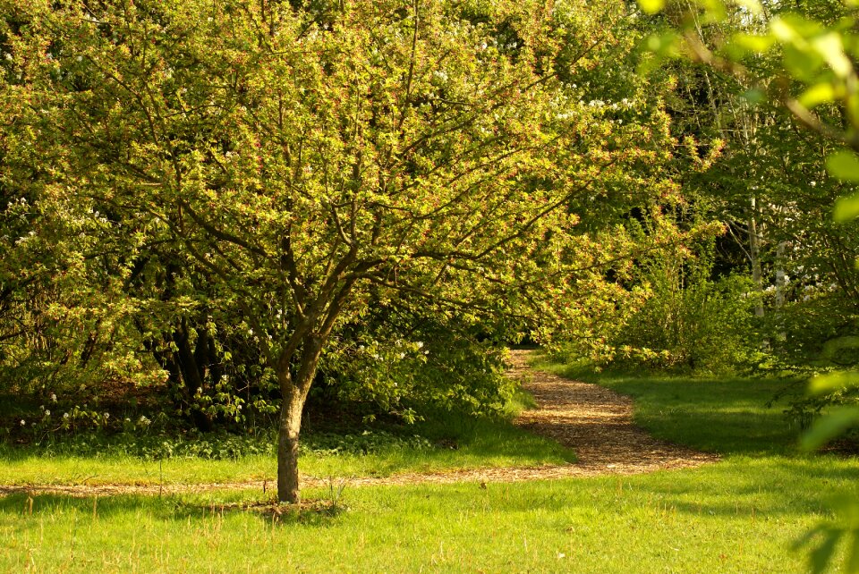 Nature romantic spring