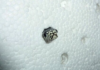 Snake species close up