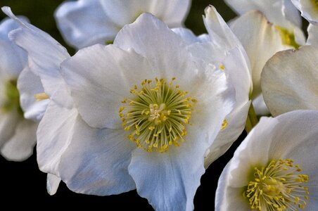 Stamen garden nature